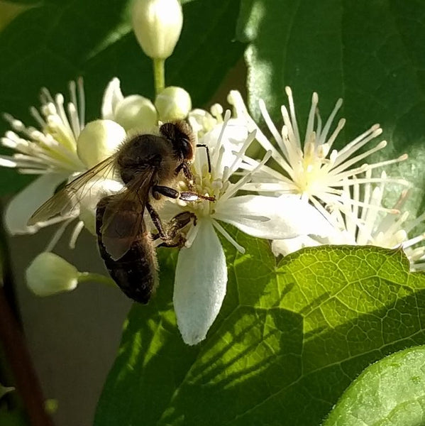 Clematis virginiana