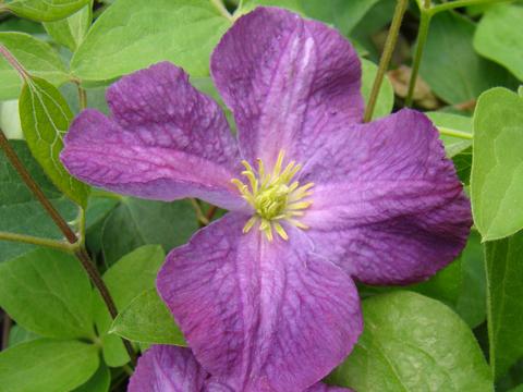 Clematis viticella 'Little Butterfly'