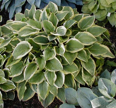 Hosta 'Columbus Circle'