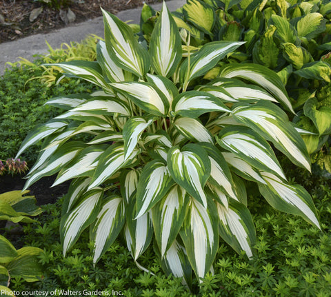 Hosta 'Cool as a Cucumber'