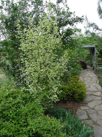 Cornus mas 'Variegata'