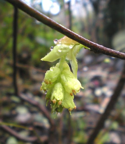 Corylopsis aff. pauciflora [Evergreen Form]