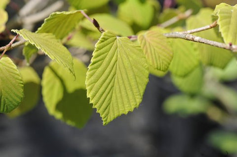 Corylopsis glabrescens 'Longwood Chimes'