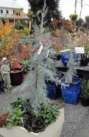 Cupressus 'Blue Ice'