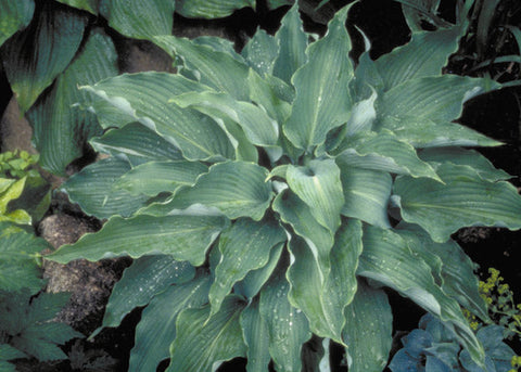 Hosta 'Cutting Edge'