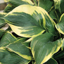 Hosta 'Deep Space Nine'