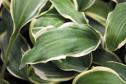 Hosta 'Deliverance'