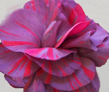 Dianthus caryophyllus 'Chomley Farran'