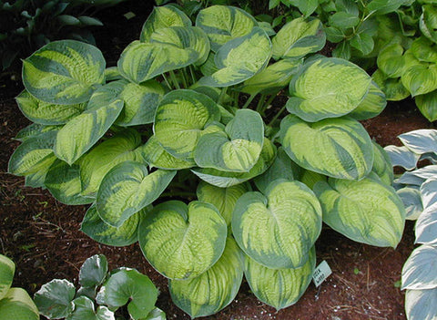 Hosta 'Dick Ward'
