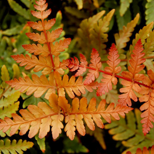 Dryopteris erythrosora 'Radiance' aka Radiance Autumn Fern