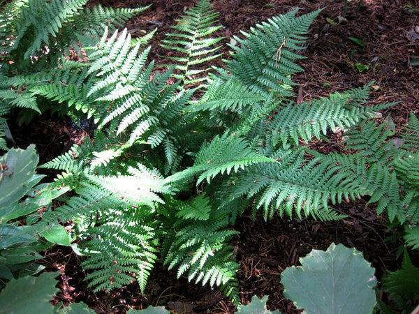 Dryopteris affinis 'Insubrica' – plant lust