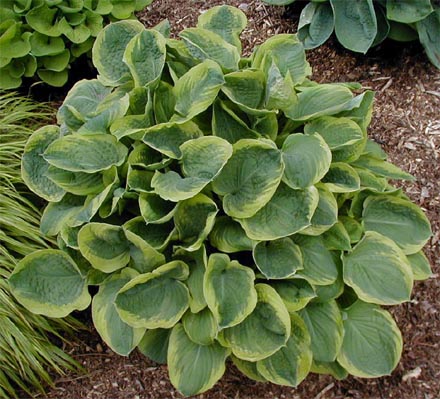 Hosta 'El Capitan'