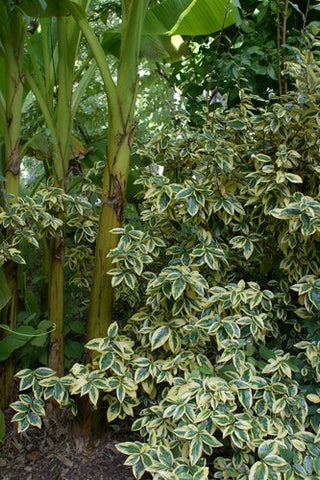 Elaeagnus x ebbingei 'Gilt Edge'