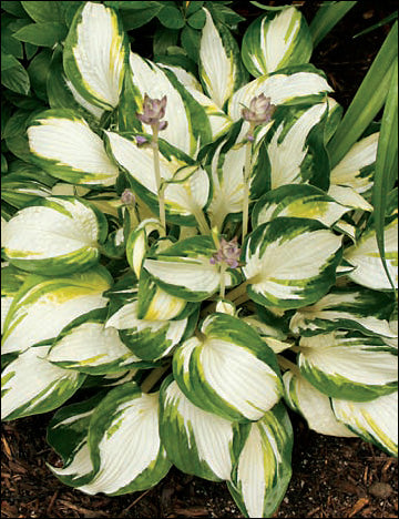 Hosta 'Enterprise'