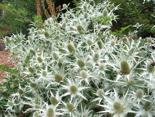 Eryngium giganteum 'Miss Wilmott's Ghost'