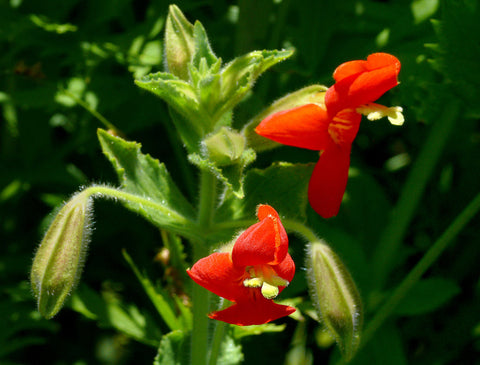 Erythranthe cardinalis (Mimulus cardinalis)