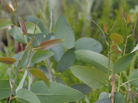 Eucalyptus pauciflora subsp. niphophila