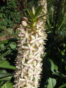 Eucomis comosa 'Innocence'