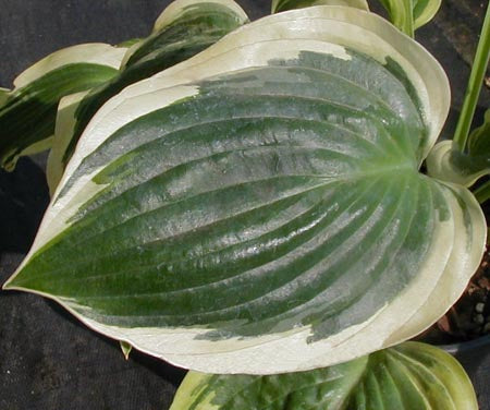 Hosta 'Everlasting Love'