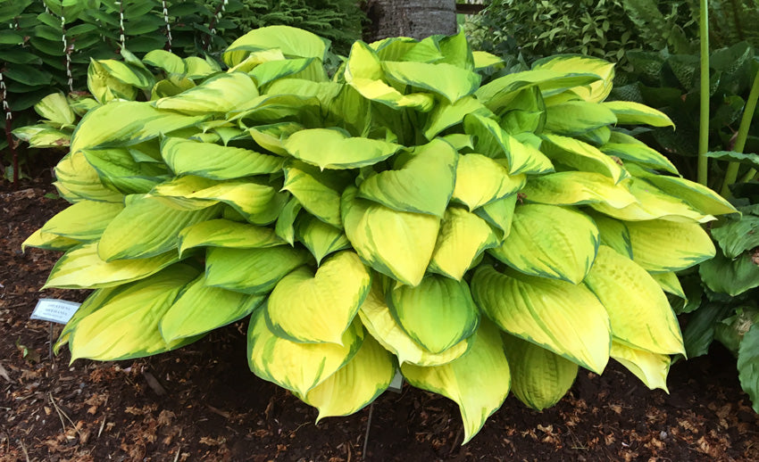 Hosta 'Eye Declare' – plant lust