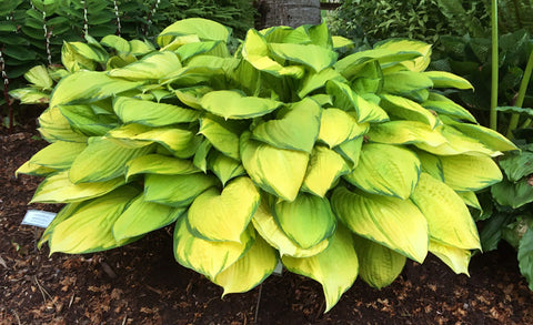 Hosta 'Eye Declare'