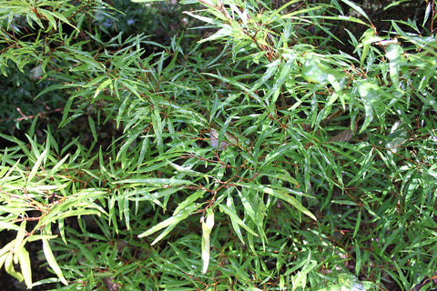 Fagus sylvatica 'Mercedes' (Mercedes European Beech)