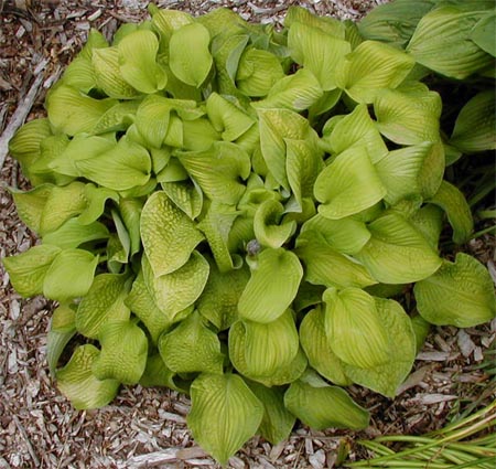 Hosta 'Fascinator'