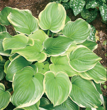 Hosta 'Fragrant Dream'