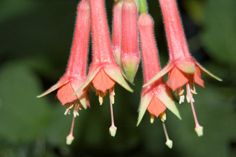 Fuchsia 'Speciosa'