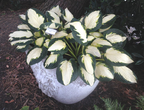 Hosta 'Georgia Sweetheart'