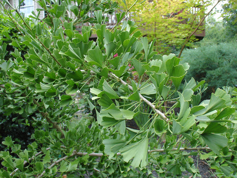 Ginkgo biloba 'Jade Butterflies' (aka 'Jade Butterfly')