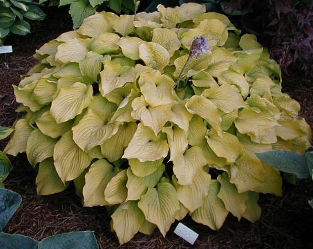 Hosta 'Glory'