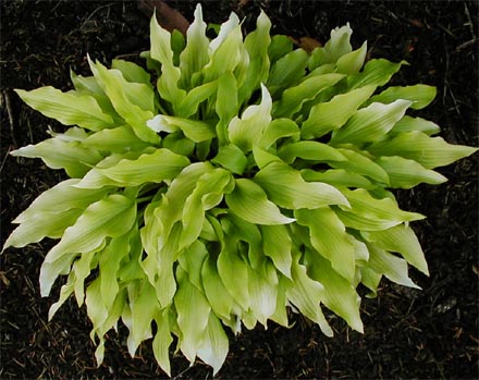 Hosta 'Golden Oriole'