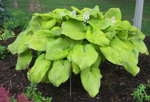 Hosta 'Golden Sculpture'