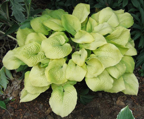 Hosta 'Golden Waffles'