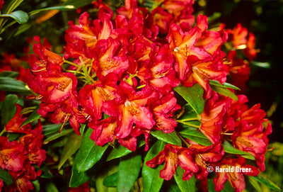 Rhododendron 'Golden Gate'