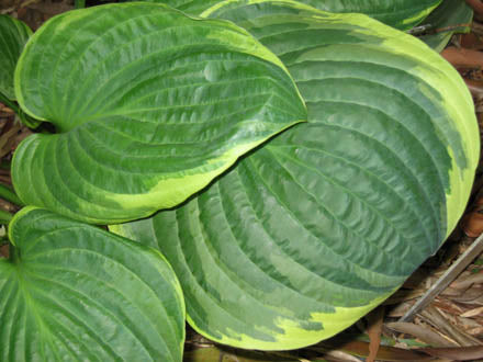 Hosta 'Grand Master'