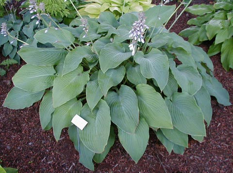 Hosta 'Green Acres'