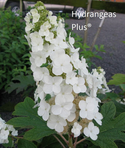 Hydrangea quercifolia 'Alice'