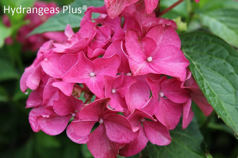 Hydrangea macrophylla 'Wayne's White'