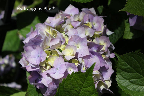 Hydrangea macrophylla 'Schenkenberg'