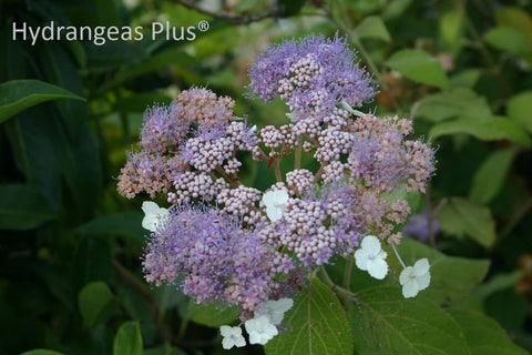 Hydrangea serrata 'Maiko'