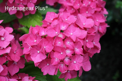 Hydrangea macrophylla 'Miss Hepburn'