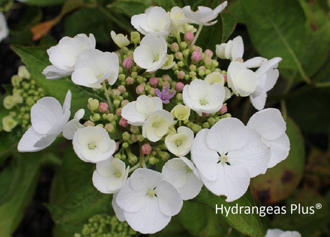 Hydrangea macrophylla 'Miss Belgium'