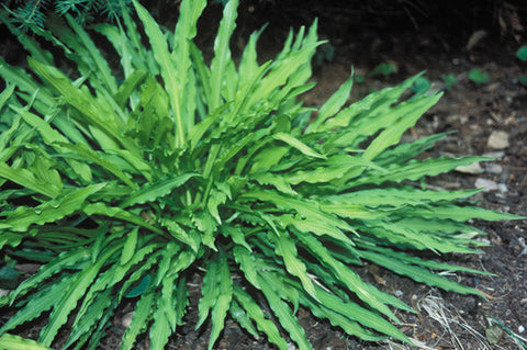 Hosta 'Hacksaw'