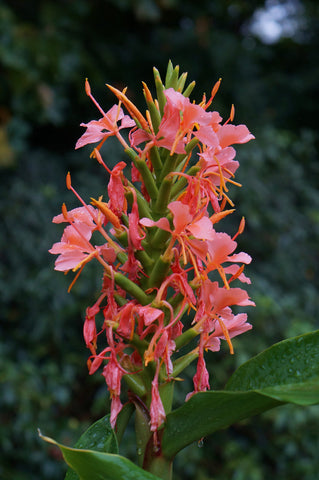 Hedychium x coronarium 'Elizabeth'