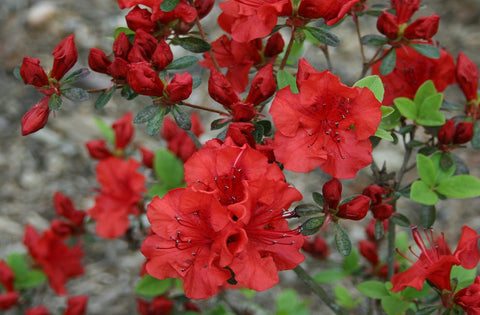 Hershey's Red Evergreen Azalea