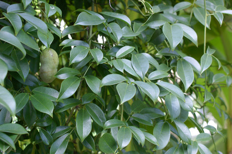 Holboellia coriacea