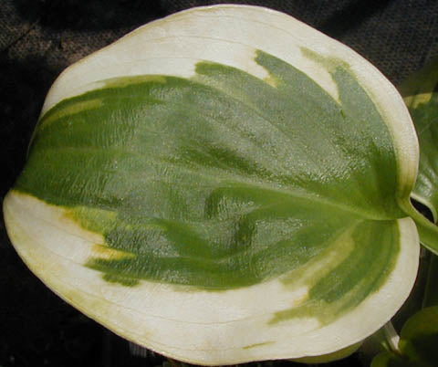 Hosta 'Ice Cream'