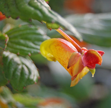 Impatiens gomphophylla